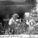 28 Chickens - June 1920