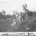 35 Walt with Cows - July 1921