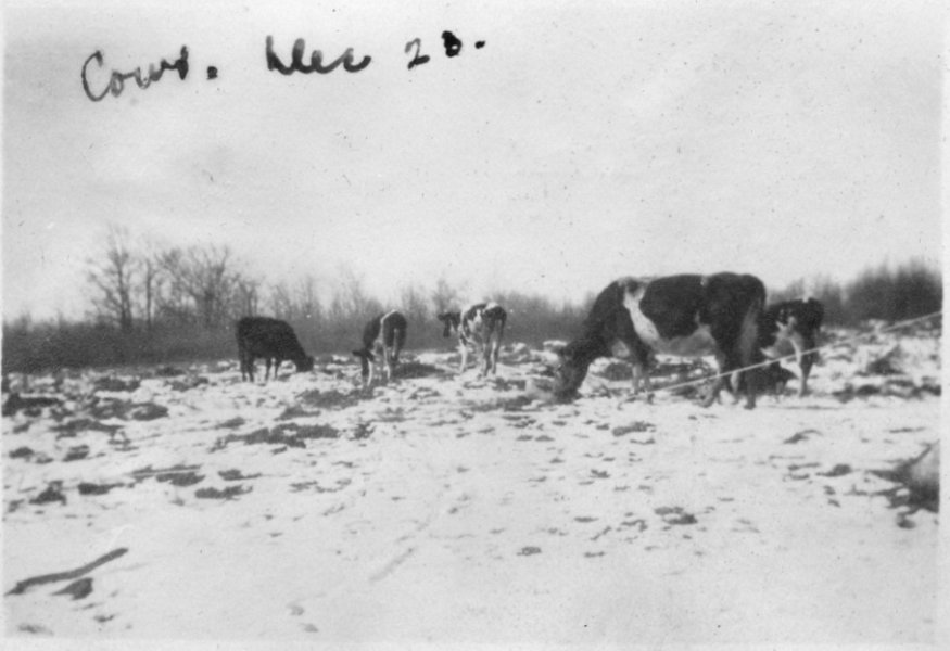 46 Cows - Dec 1920