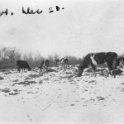 46 Cows - Dec 1920