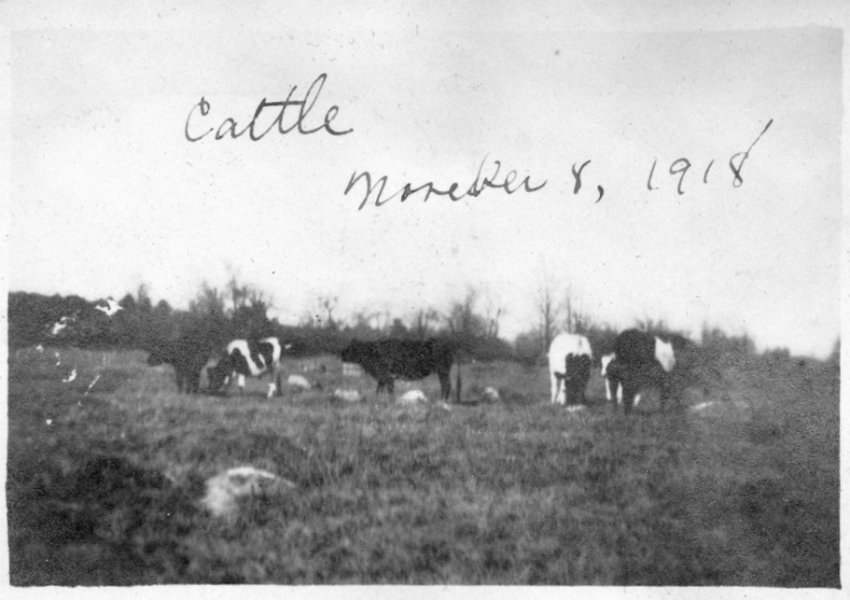 66 Cattle - Nov 1918