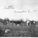 66 Cattle - Nov 1918