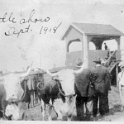 67 Cattle Show - Sept 1918