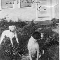 73 Millie & Friend - 1918